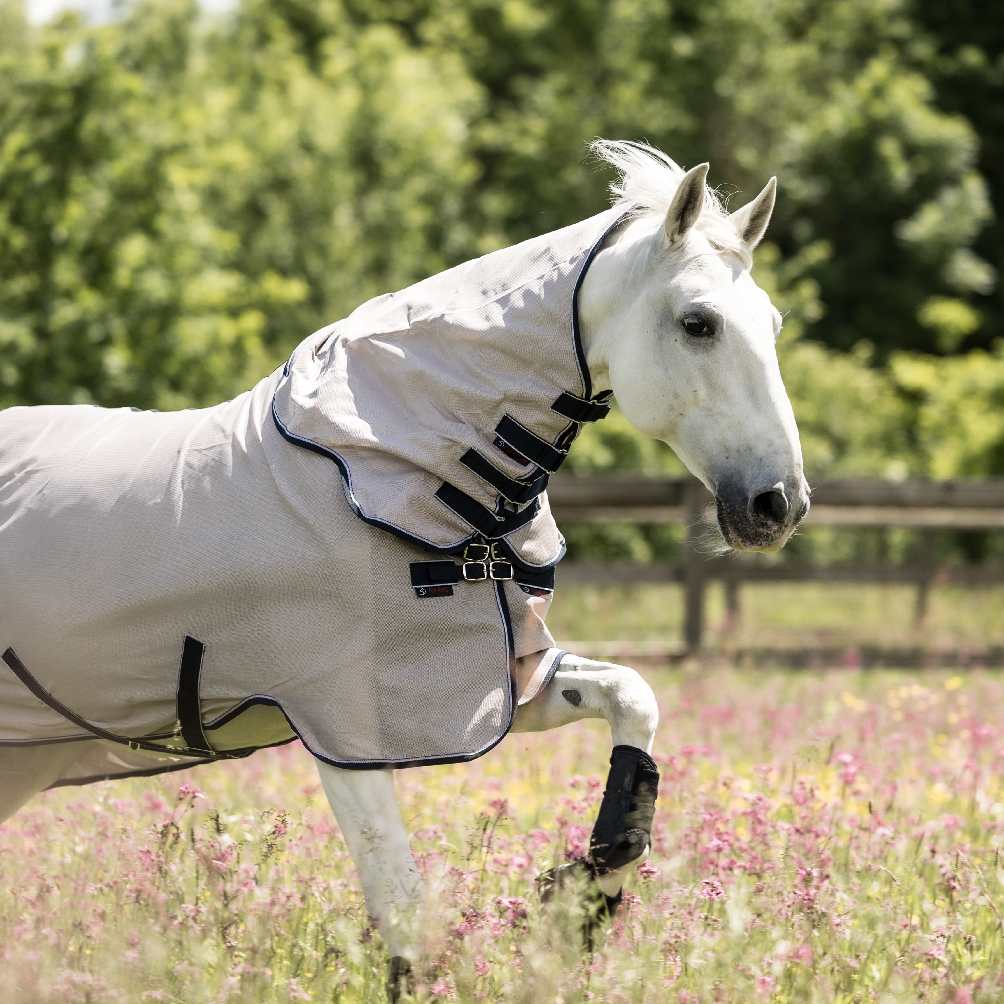 Dominick Vliegendeken + Halsdeel