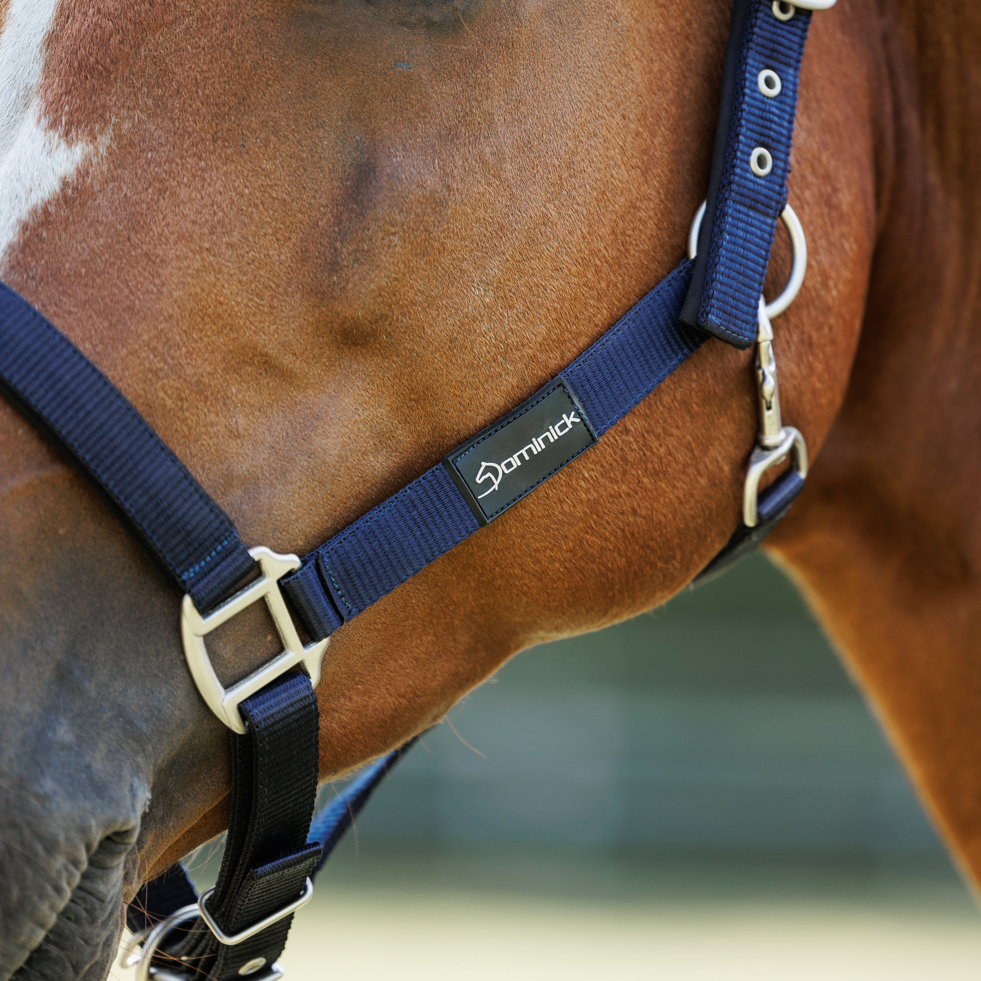 Dominick halster