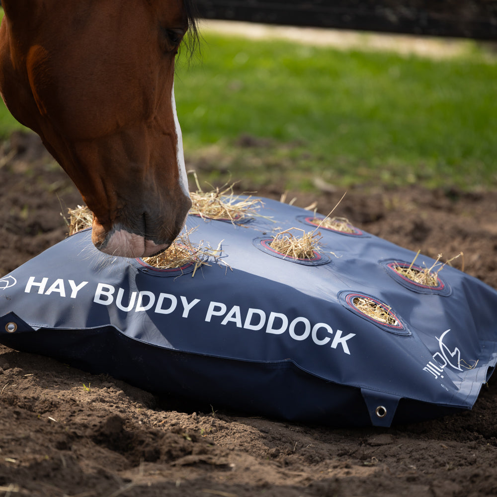Dominick Hay Buddy Paddock